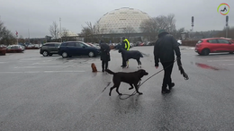 12. Thomas with Tim - Training with 2 other male dogs on a parking lot - Great approach - Captions