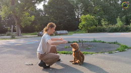 3. Saphira with Dante - Exercise 3 - Phase 1 - Eye Contact in the learning phase, with more stimuli - Captions