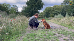 5. Saphira with Dante - Exercise 1, 2 and 3 - Phase 2 - ONLY 1 treat per minute - Captions