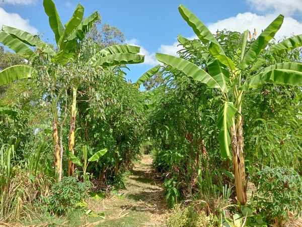 Popcorn Cassia next to banana syntropics