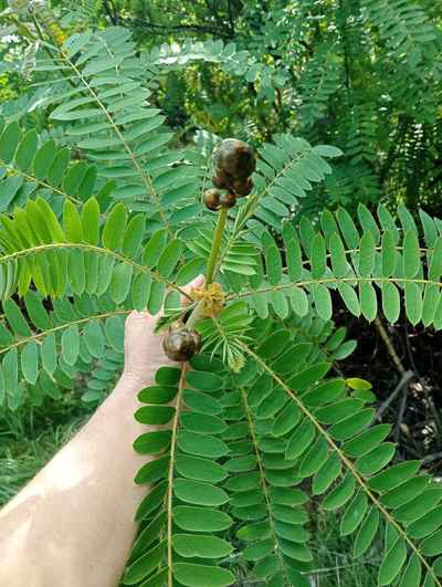 Flower head Popcorn Cassia