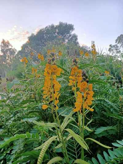 Popcorn Cassia flowers