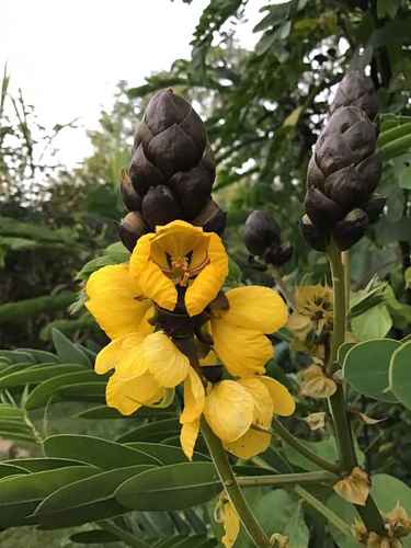 Popcorn Cassia flower