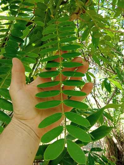 Popcorn Cassia leaf