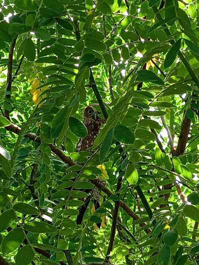 Boobook owl in Popcorn cassia