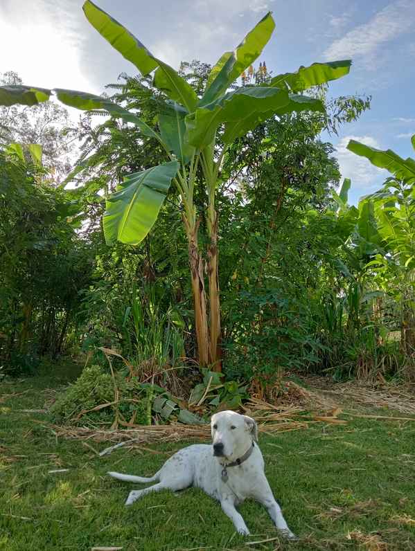 Popcorn Cassia as pioneer plant in syntropic fruit tree system. 