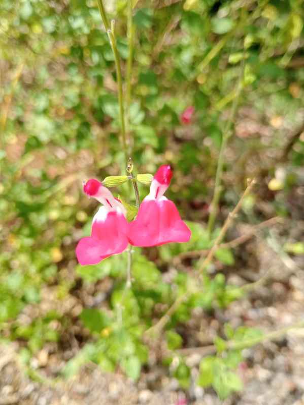 Salvia 'Hot Lips' red flower