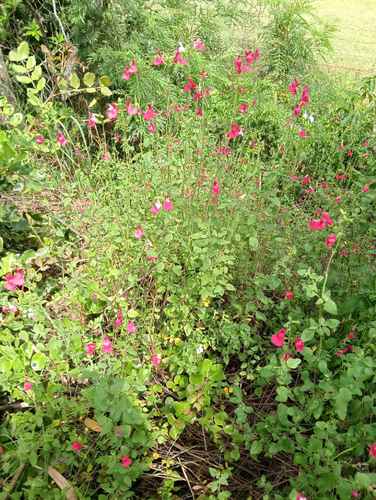 Salvia 'Hot Lips' plant 