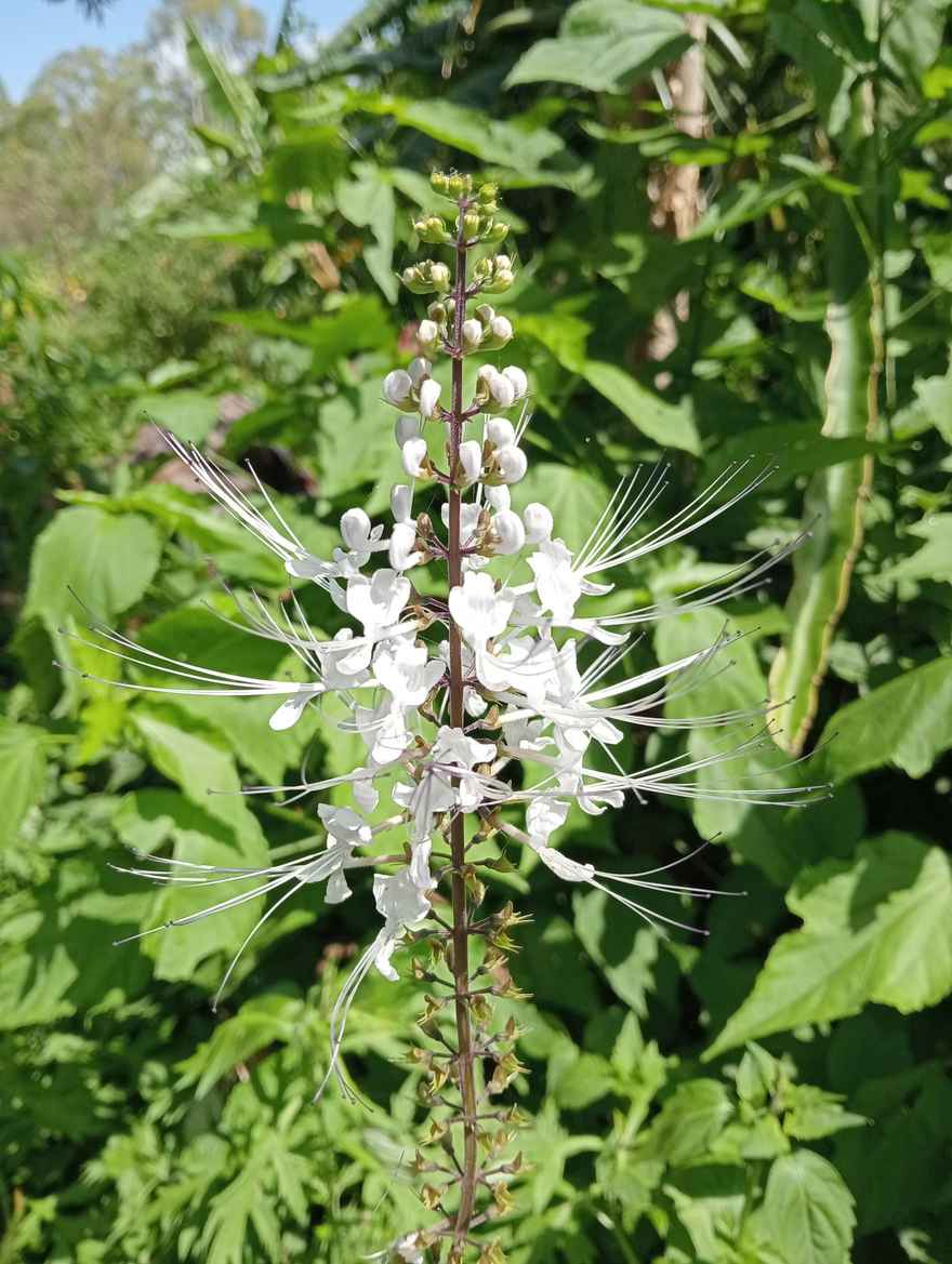 Cat Whiskers plant