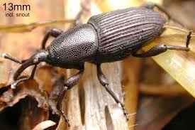 Banana weevil Source Lucid Apps