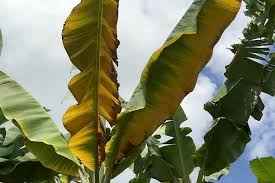 Panama Disease Source Department of Agriculture