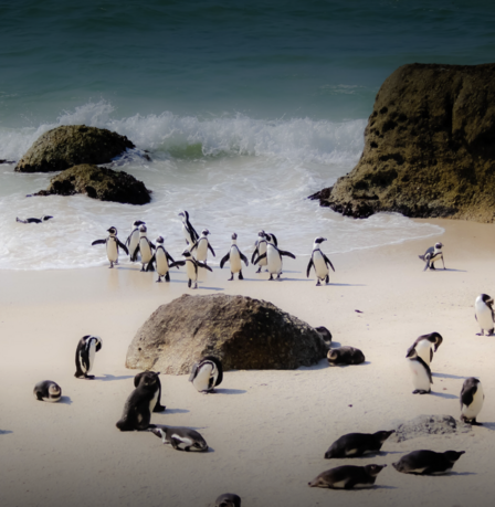 boulders beach