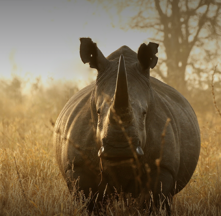 Timbavati Nature Reserve