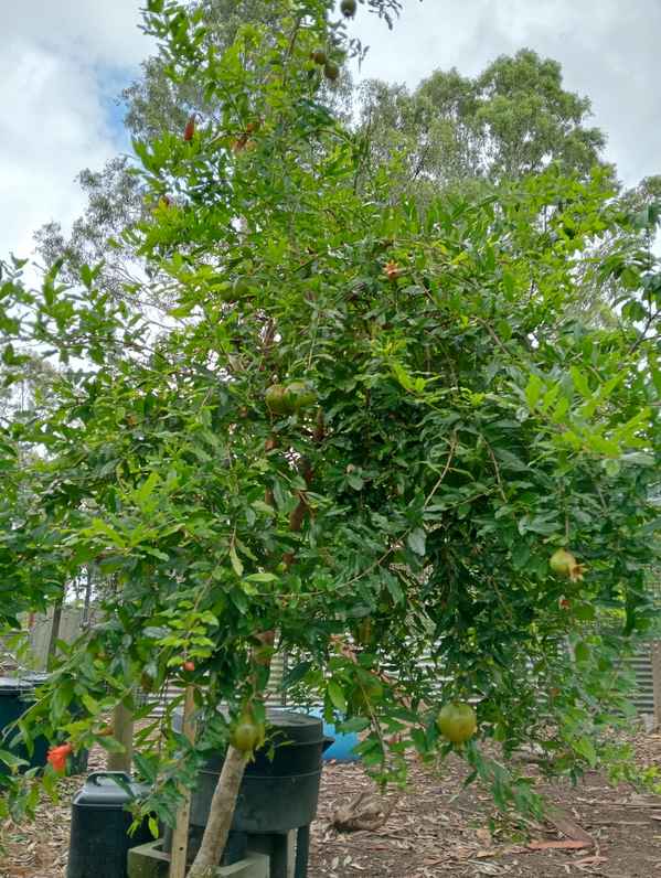 Pomegranate at Nourished Landscapes homestead setting lots of fruit. Growing well in the poultry run.