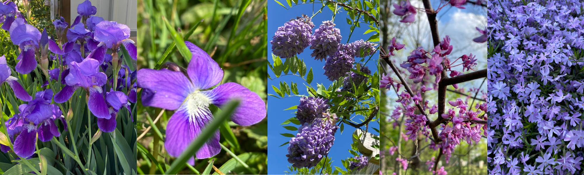 Purple Flowers Photo strip