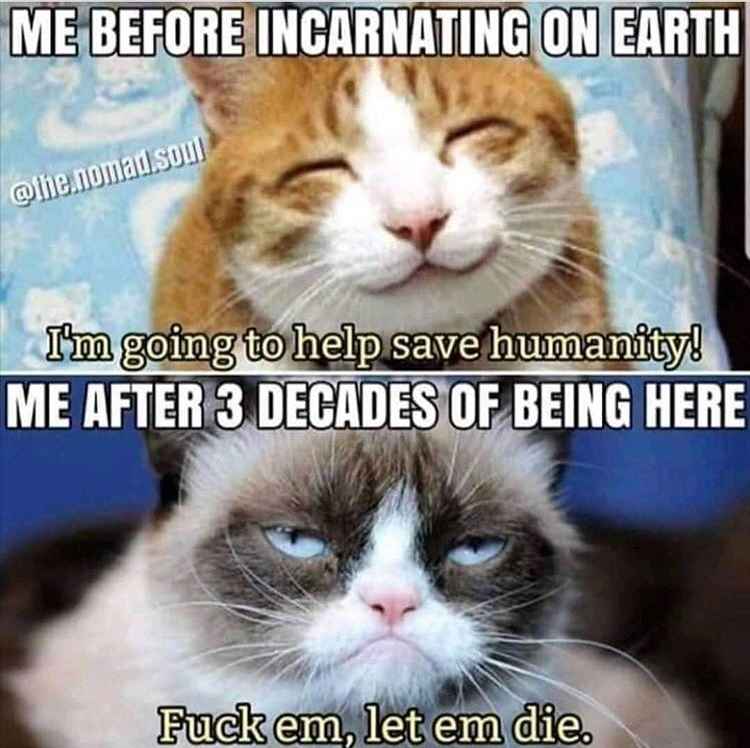 lol before and after reincarnation cat