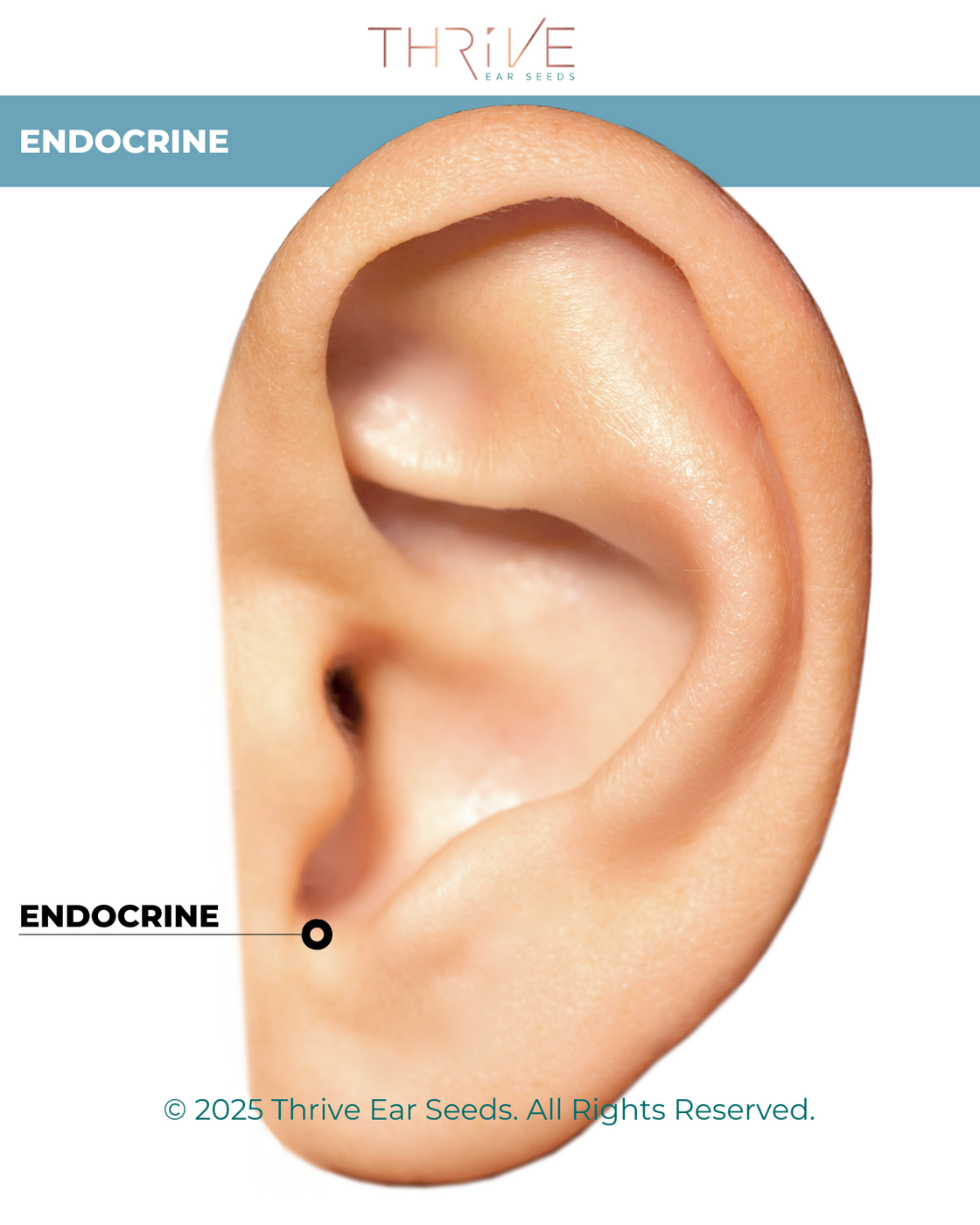 Endocrine Point