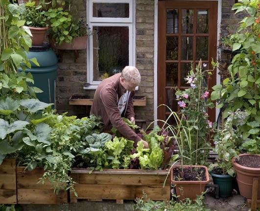 Picking salad on my London Balcony  © Sarah Cuttle / Vertical Veg