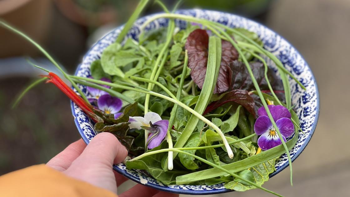 A February Salad, all container grown: viola, chard, three cornered leek and rocket