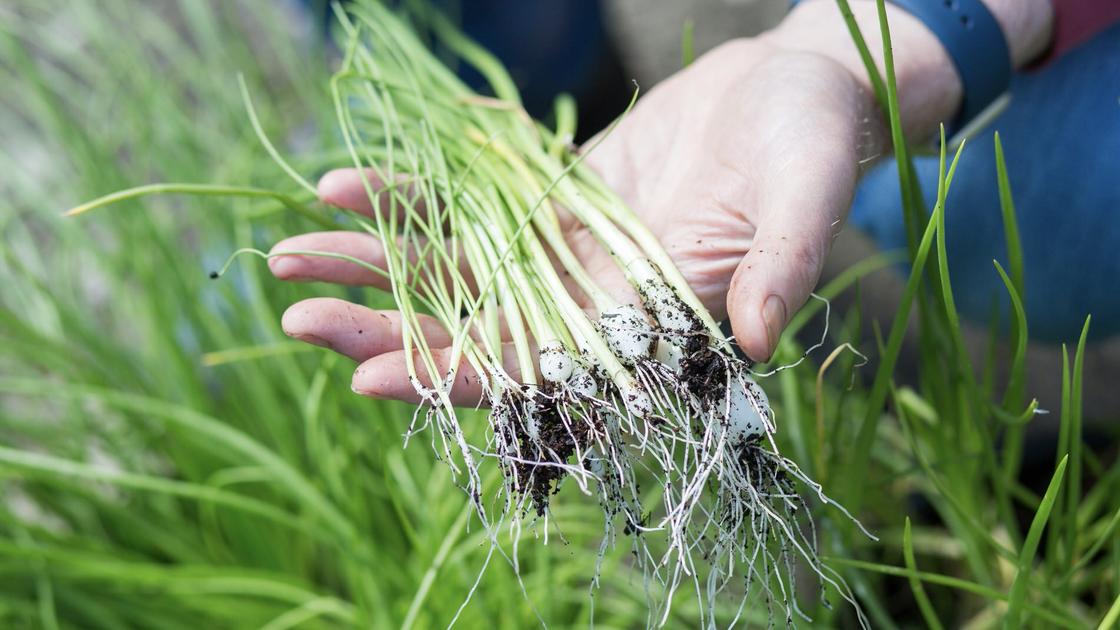 Spring onions / scallions grown in containers