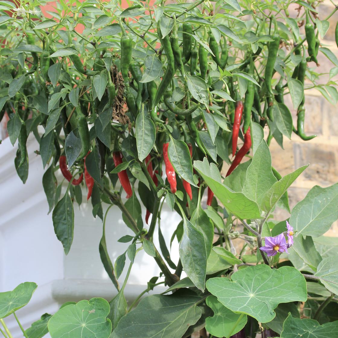 Ring of Fire Chillies in container on a south facing wall in London