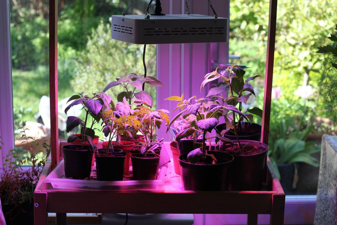 Growlight and chillies