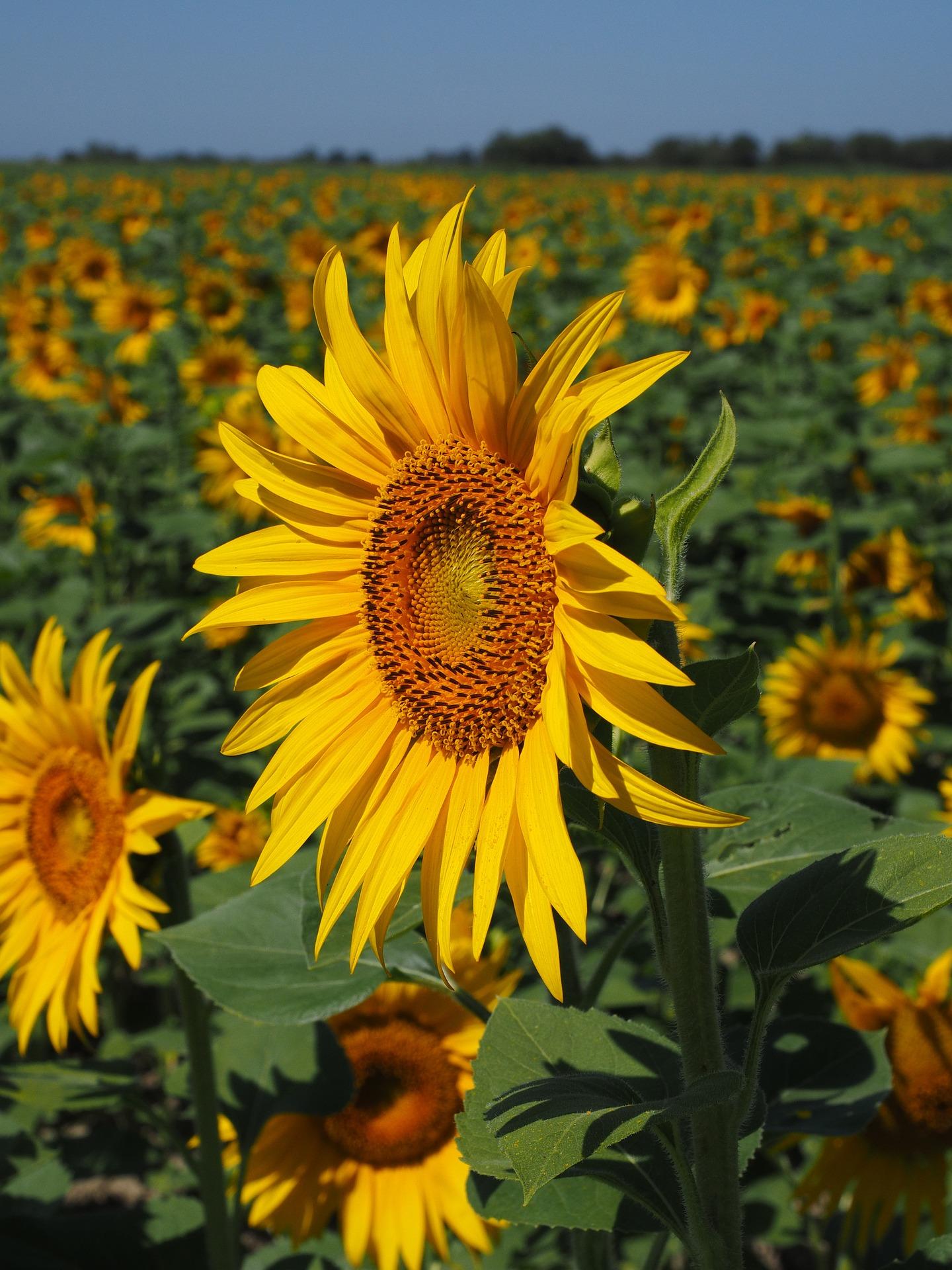 sunflower-field-1521861_1920