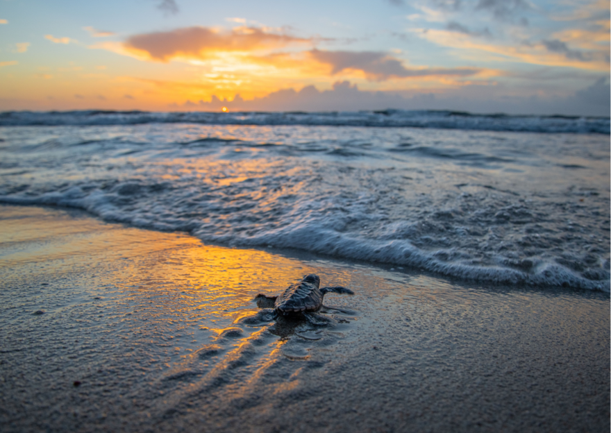 Turtle on the beach