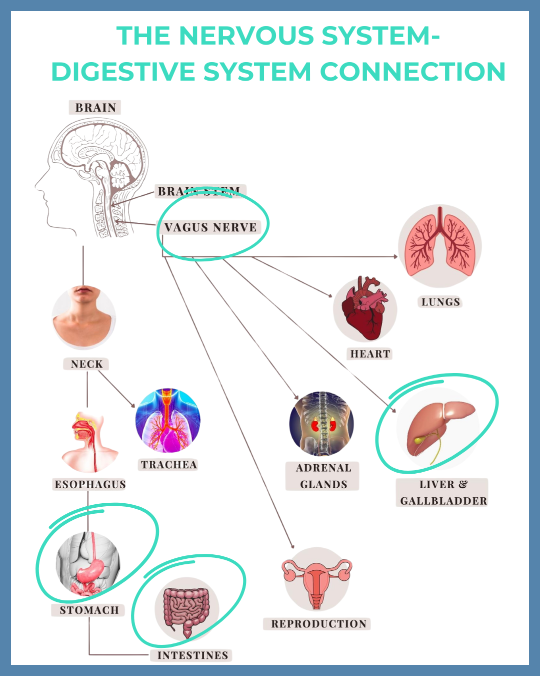 Vagus nerve digestion connection