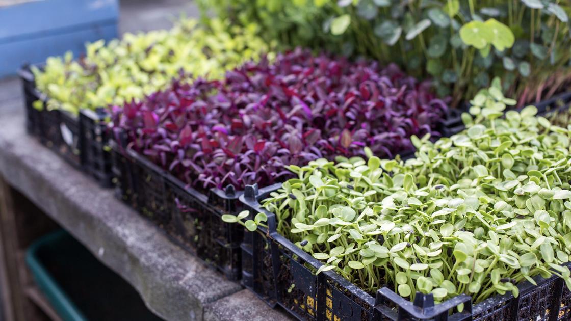 Orach, sunflower and mixed mustard micrrogreens