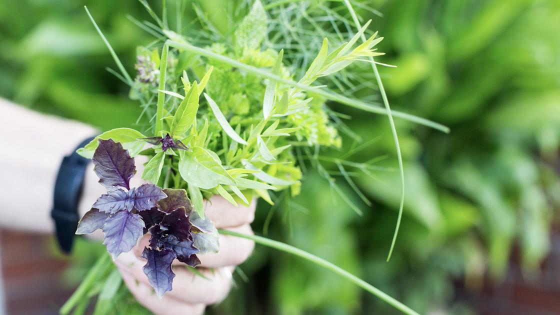 Herb bouquet - basil mint chives tarragon