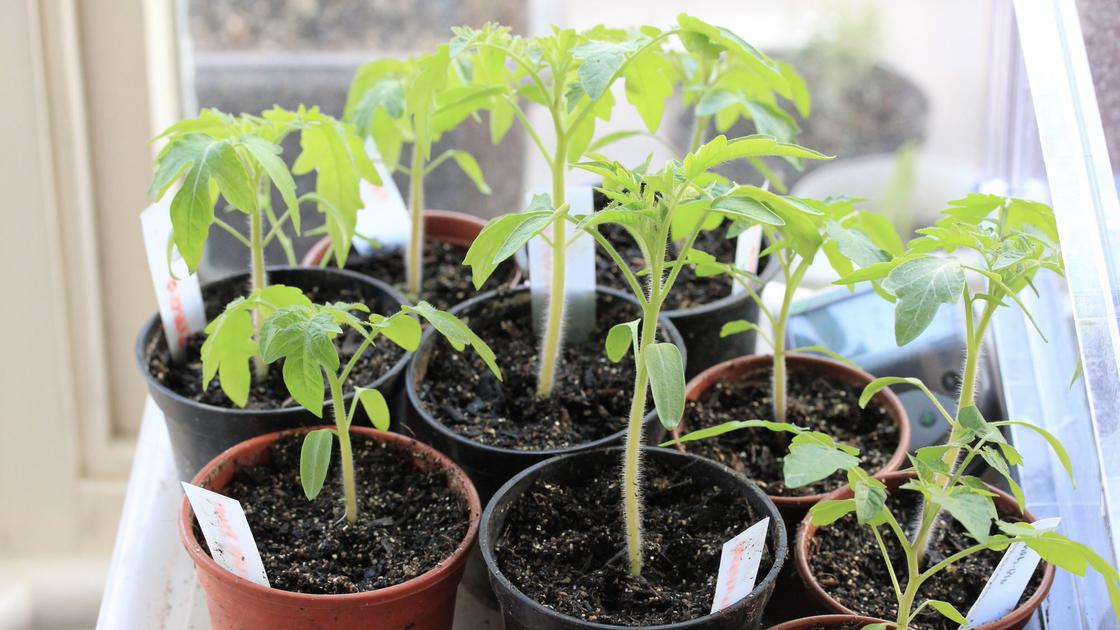 Tomato seedlings inside