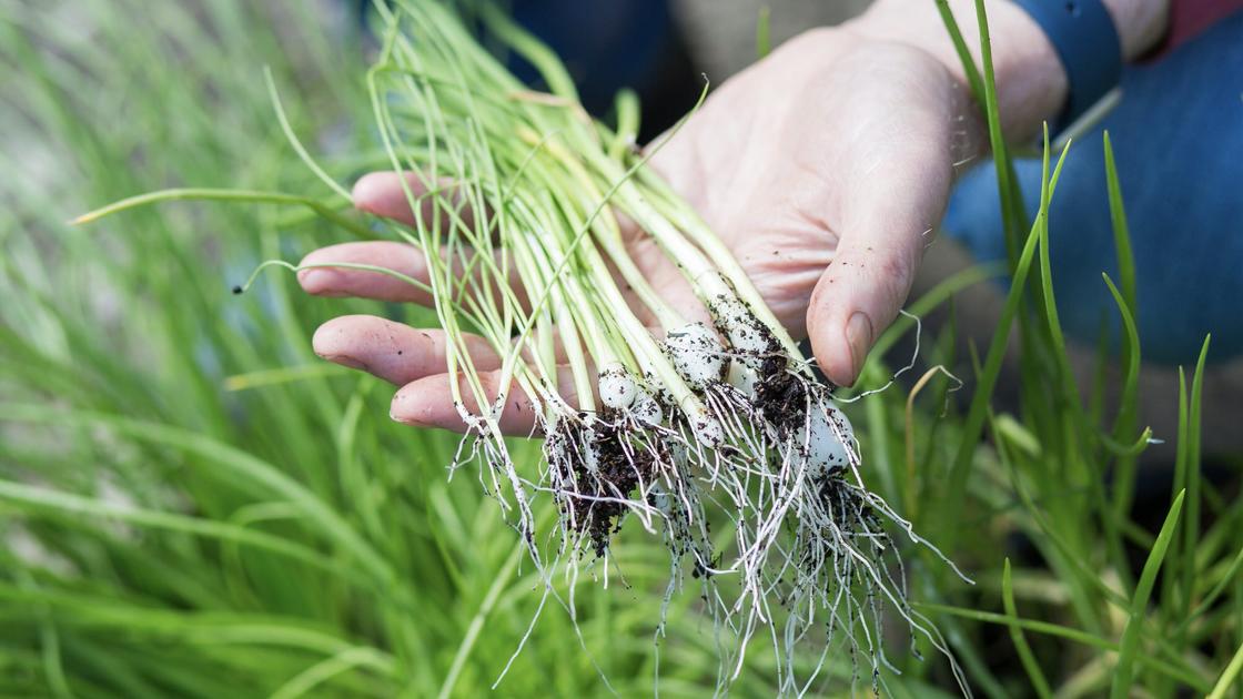 Spring onion harvest