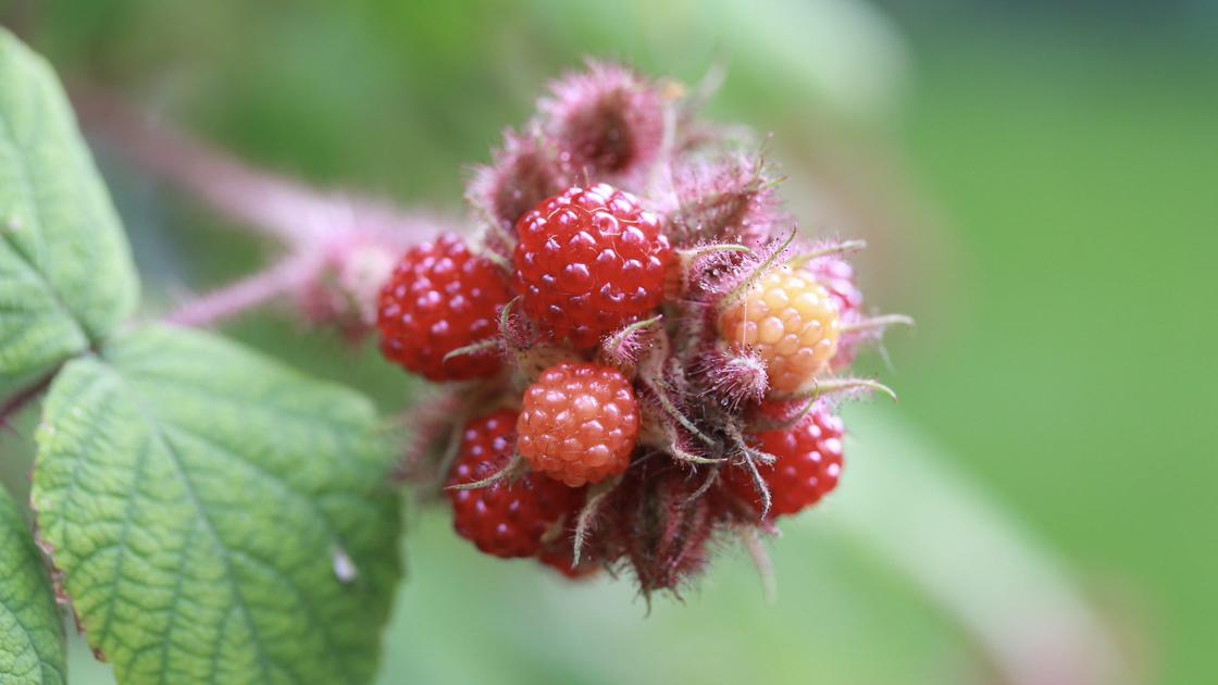 Japanese wineberries