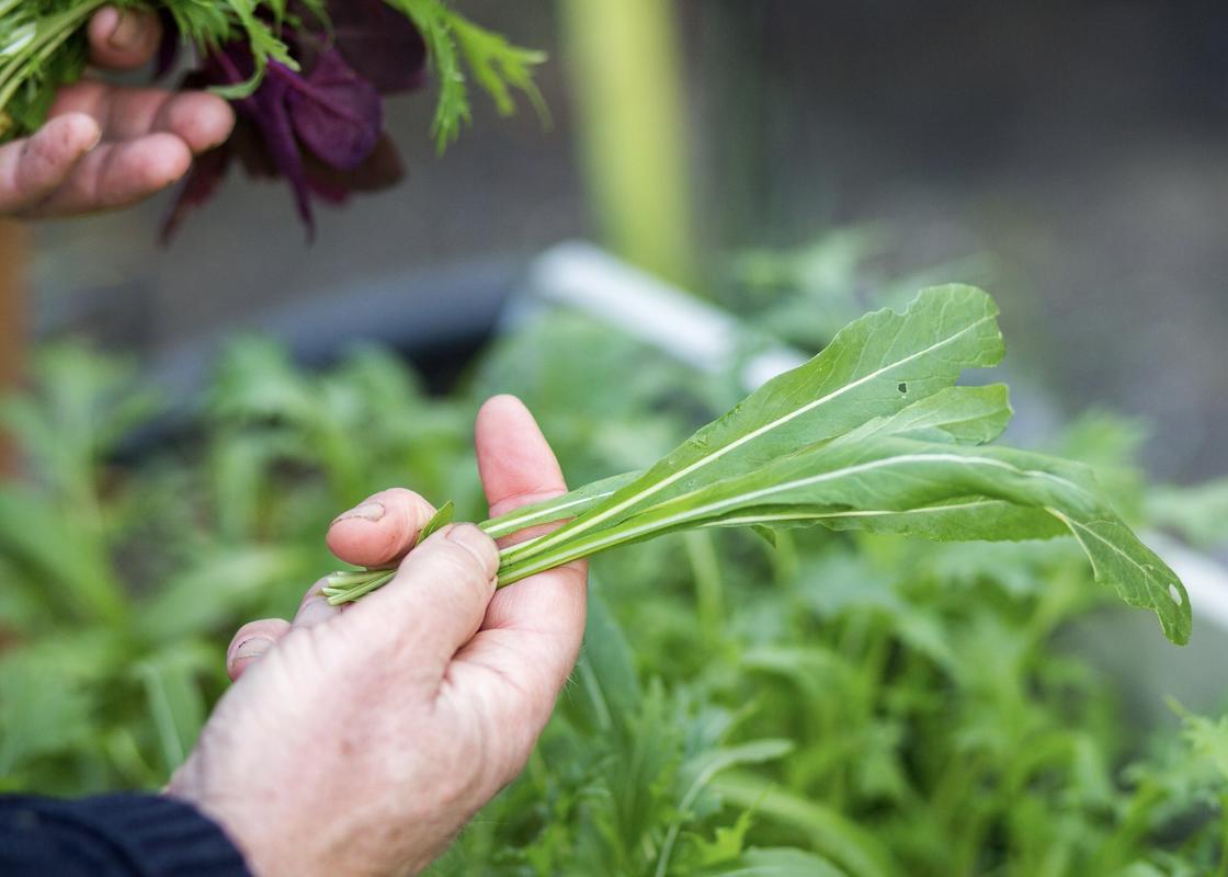 Picking salad - mibuna, orach