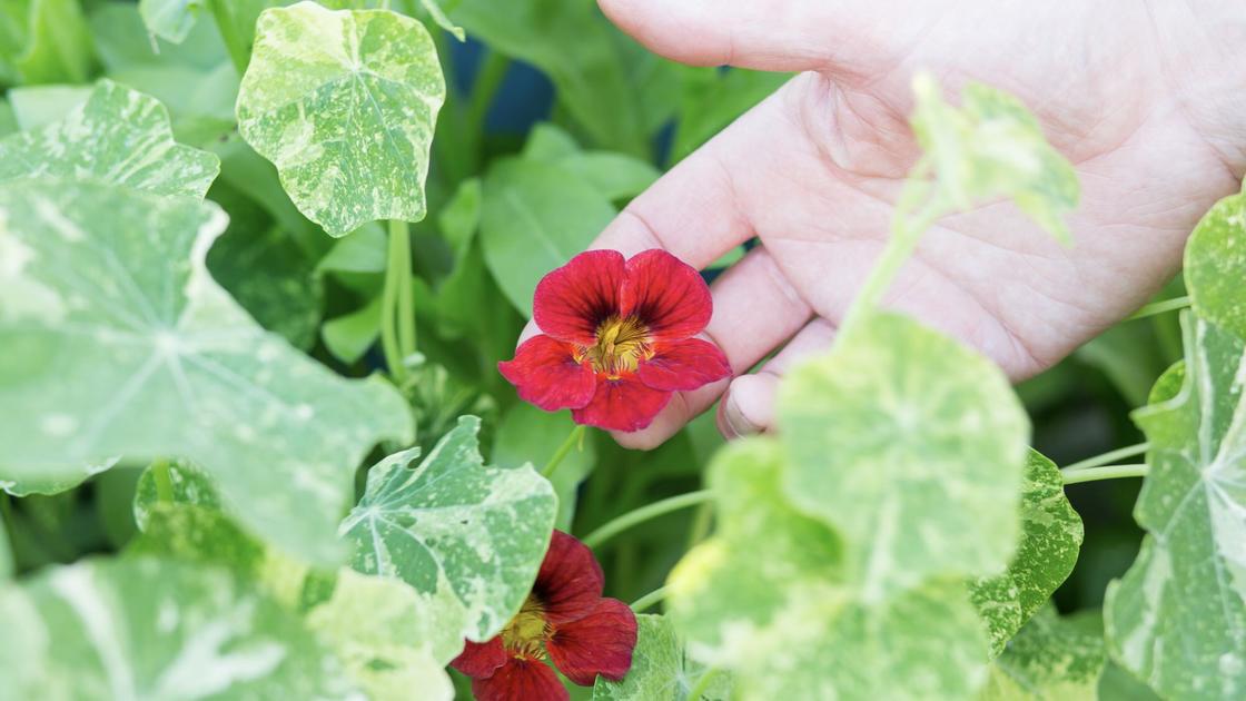 Nasturtium leaves and flowers