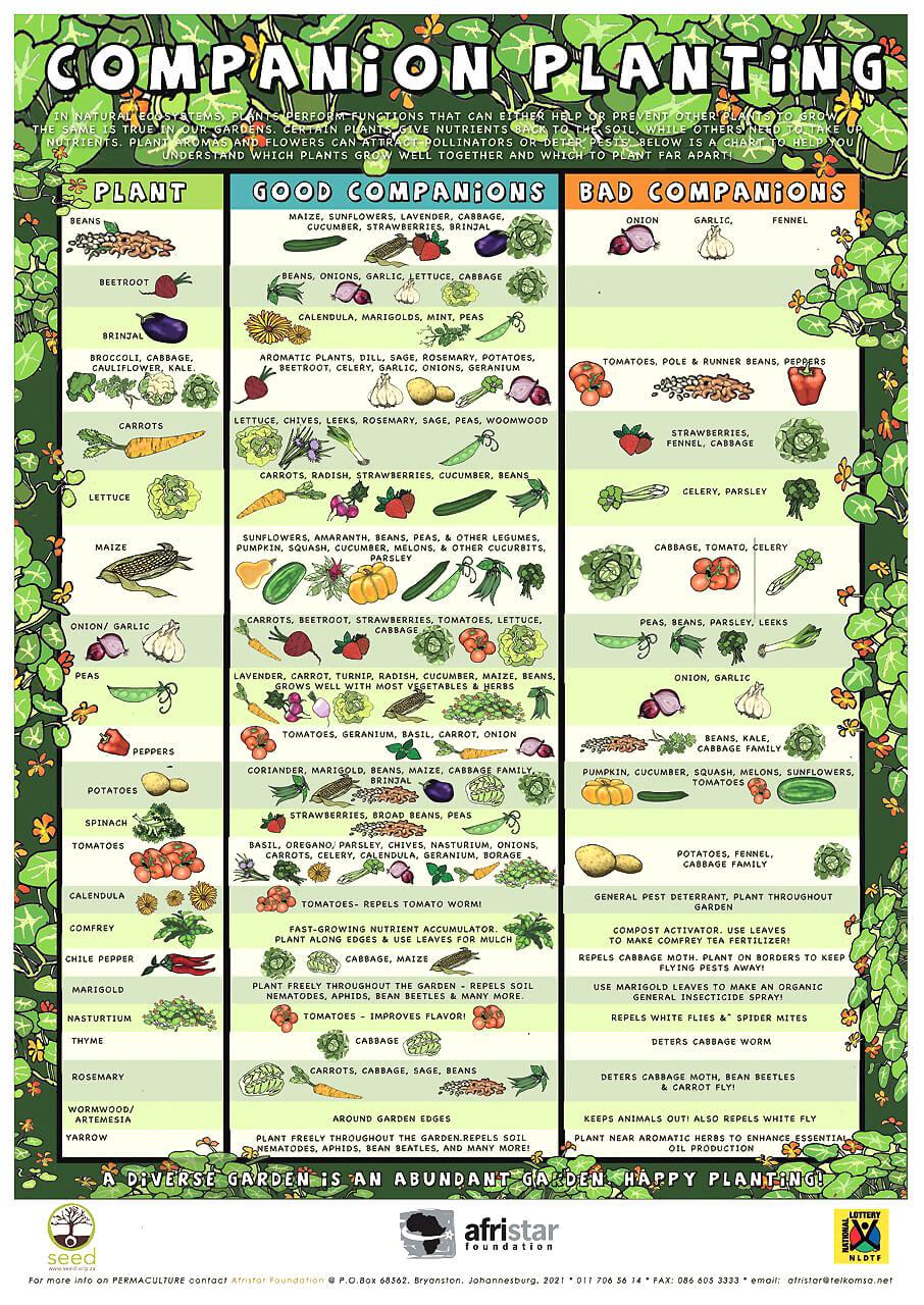 Companion Planting Guide