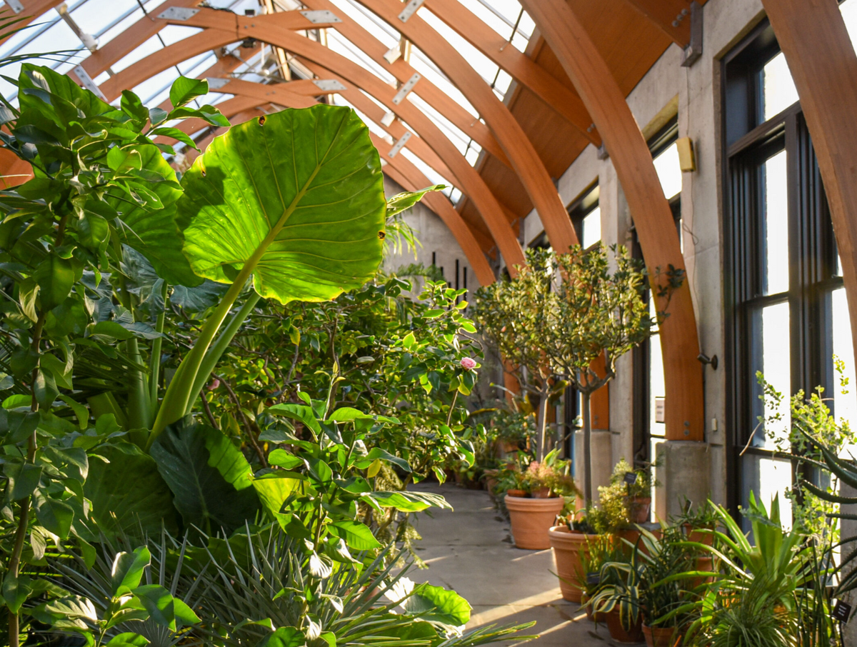 nenft NEBG Forest Bathing in the Conservatory at New England Botanic Garden v2ratio