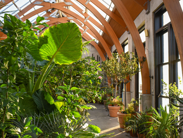 nenft NEBG Forest Bathing in the Conservatory at New England Botanic Garden v2ratio