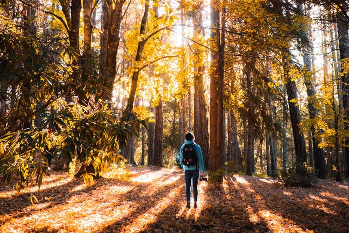 nenft NEBG Forest Bathing at New England Botanic Garden