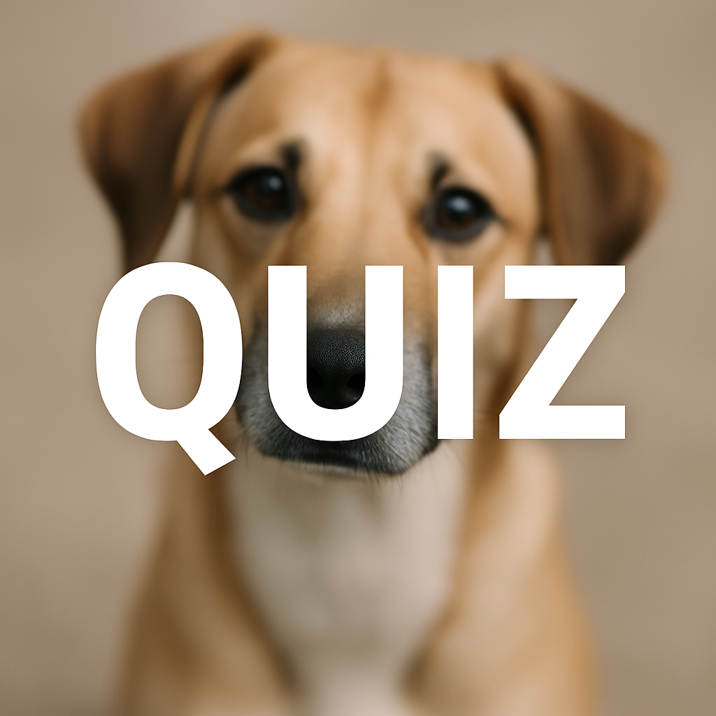 bilded quiz