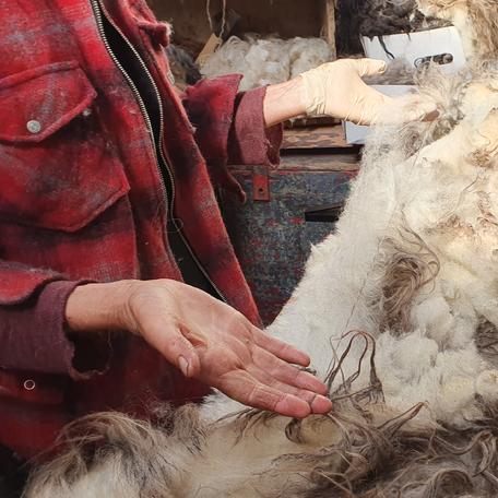hands with sheep wool