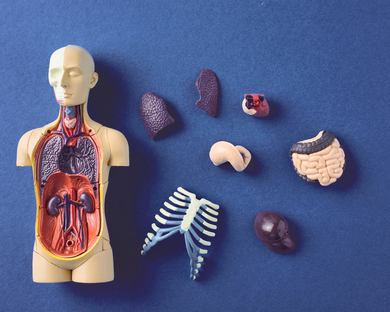 Anatomisk model af torso og organer
