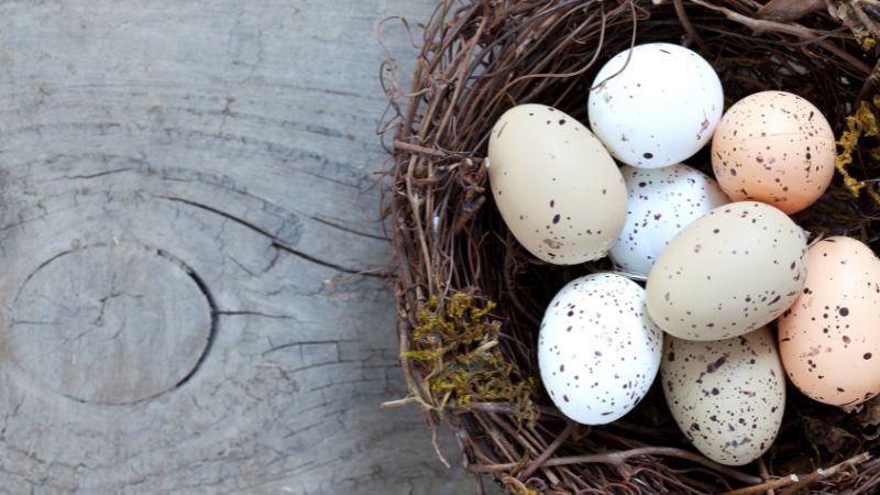 Simplero eBook IMAGE The Niching Nest