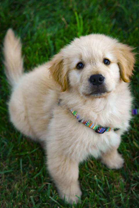 Golden Retriever hundehvalp sidder på græsset og kigger ind i kameraet