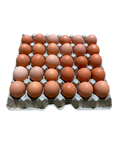 huevos ecológicos