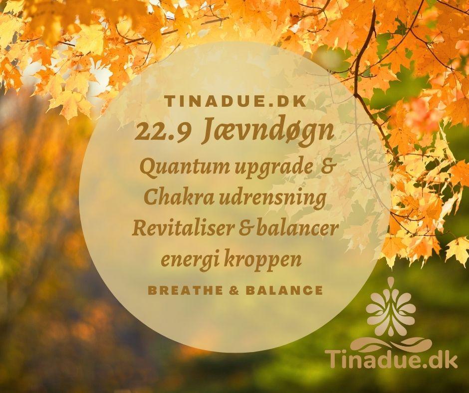 Quinox billede