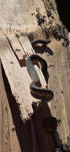snake in woodpile