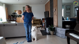 5. Lisbeth med Alba - Øvelser 1-4 - Indenfor - Det ser rigtig godt ud og Albas sindstilstand er helt forandret - Nu skal du repetere dette i en uges tid - Kælet er top of mind