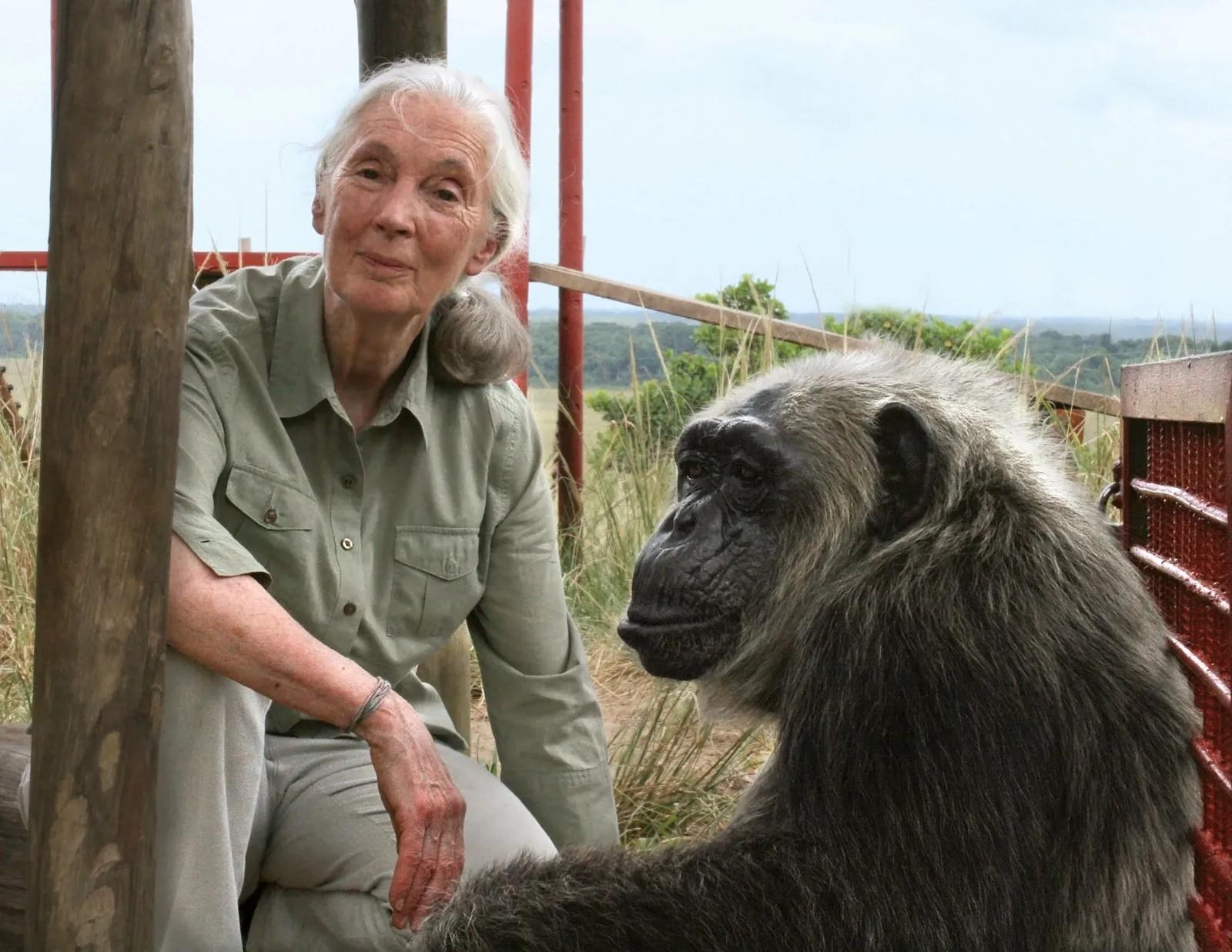 Jane-Goodall1